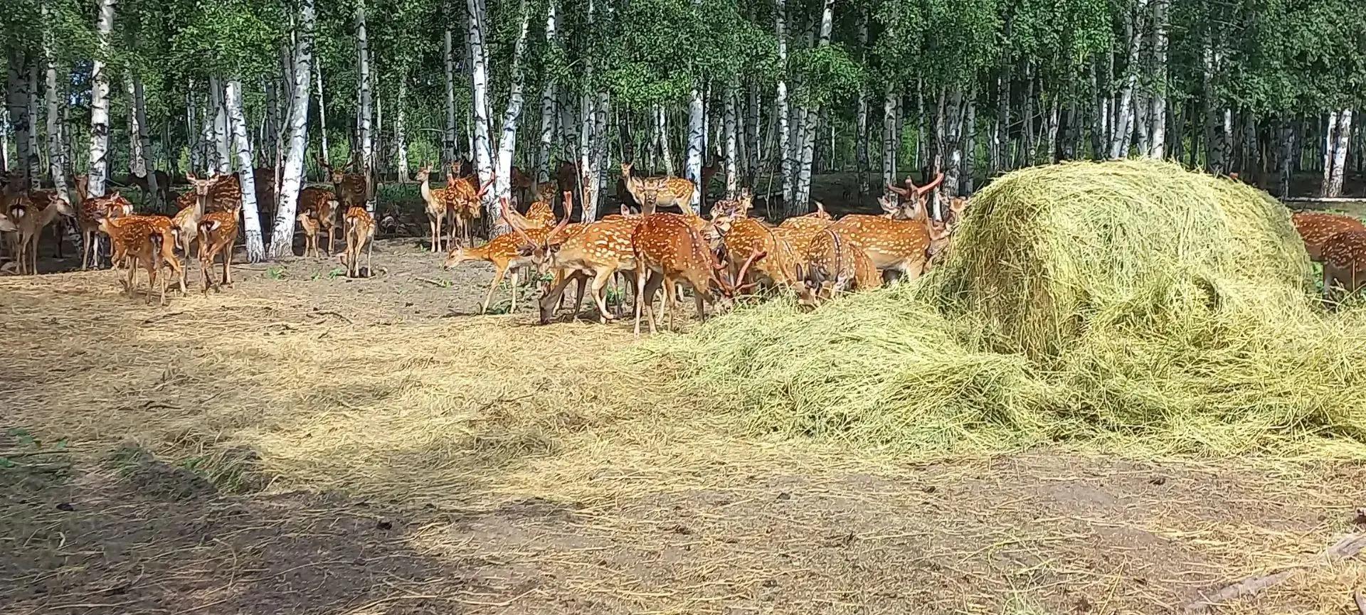 Маралы в основном держатся в «Лесном ключе», но всё чаще их замечают по всему району, в том числе в Верхнеуслонском и Теньковском охотхозяйствах.