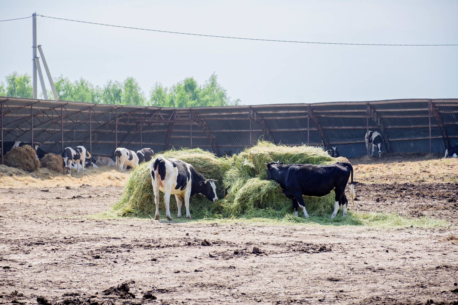 В Верхнеуслонском районе идет заготовка кормов