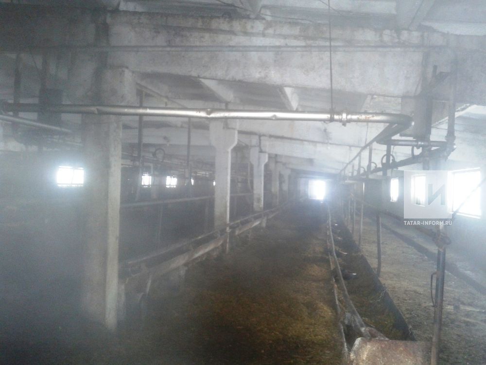 В Татарстане загорелась ферма с коровами