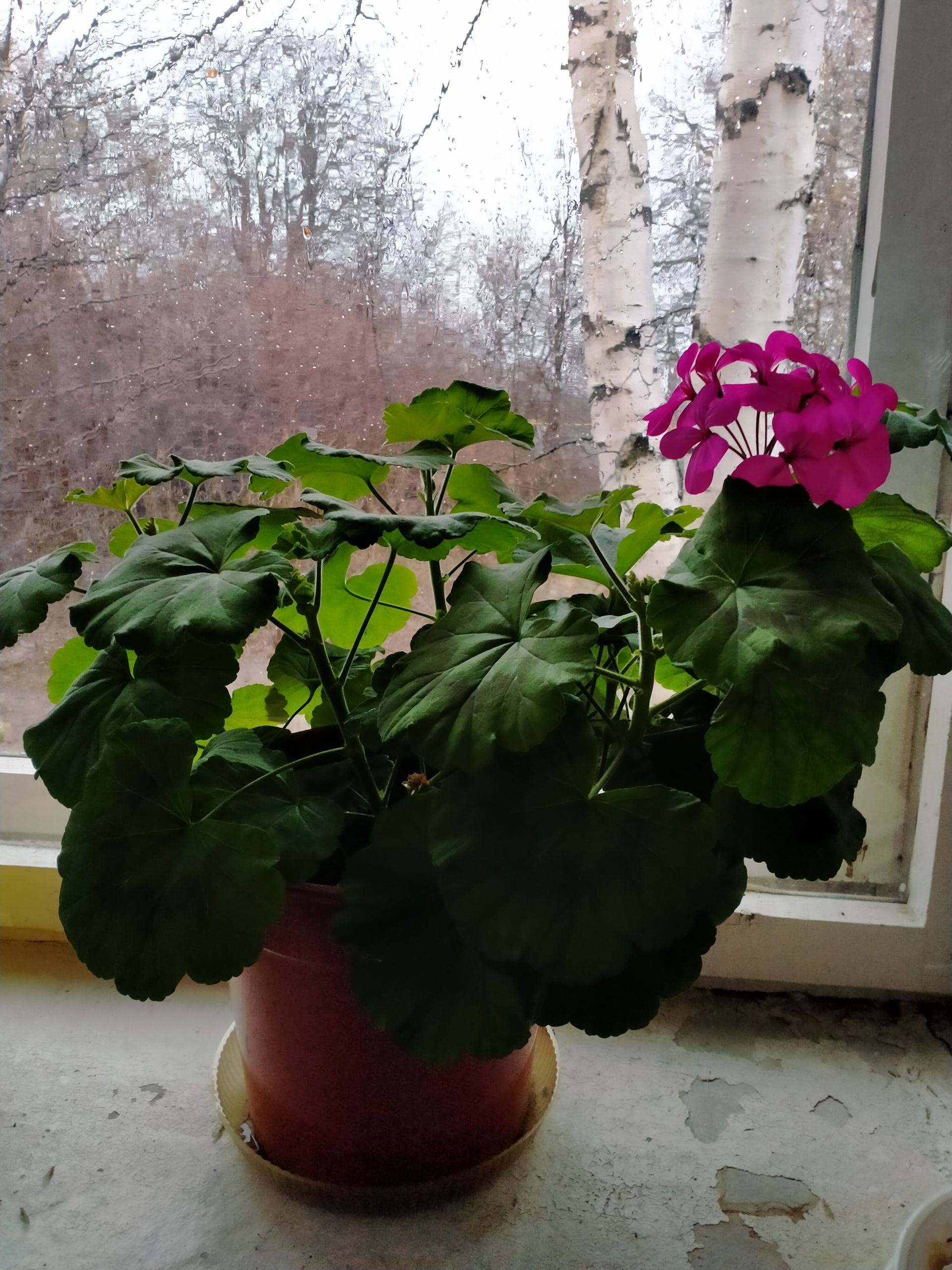 Айгуль Нуриева из Янги Болгар любит заниматься выращиванием цветов