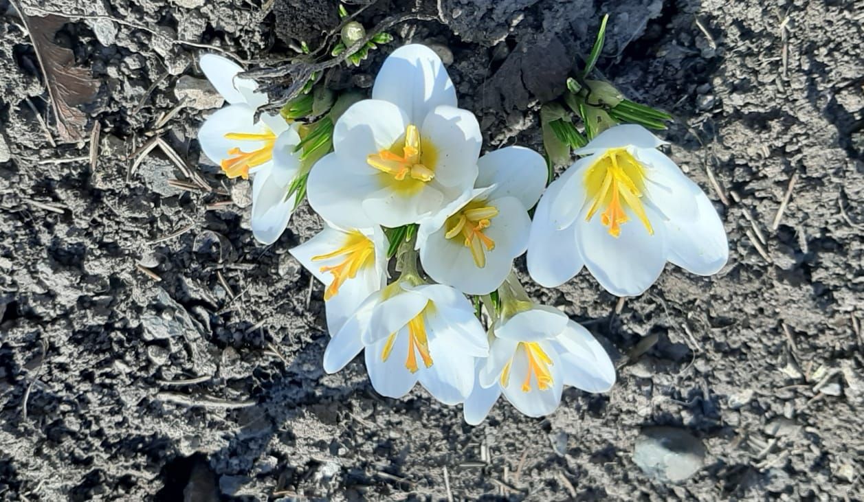 Крокусы – светлой весны приветы