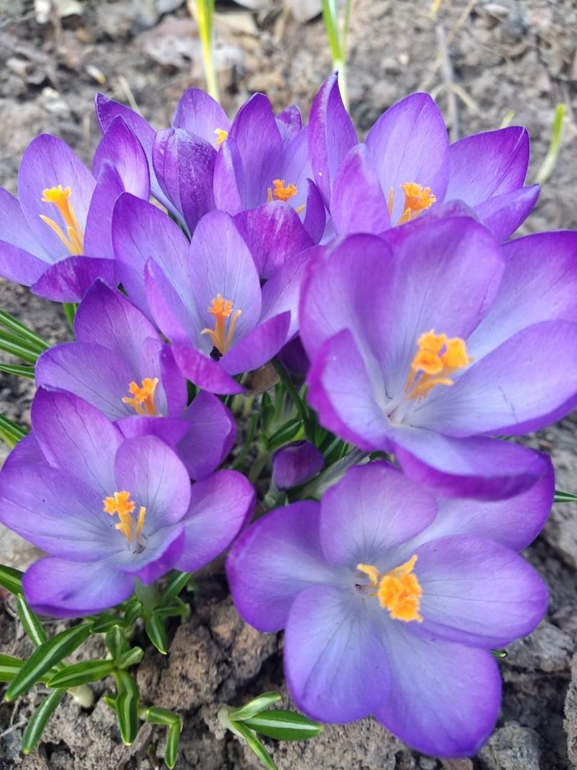 Крокусы – светлой весны приветы