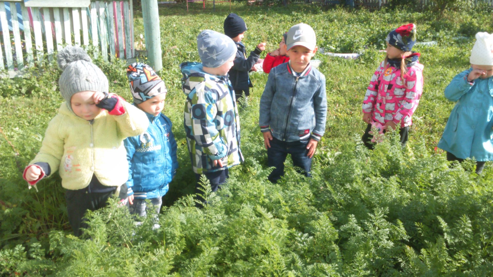 Шеланговские ребятишки помогли воспитателям в уборке моркови