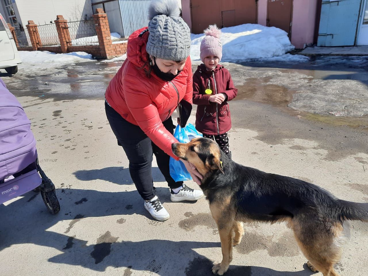 Двух жителей Верхнеуслонского района покусали бродячие собаки