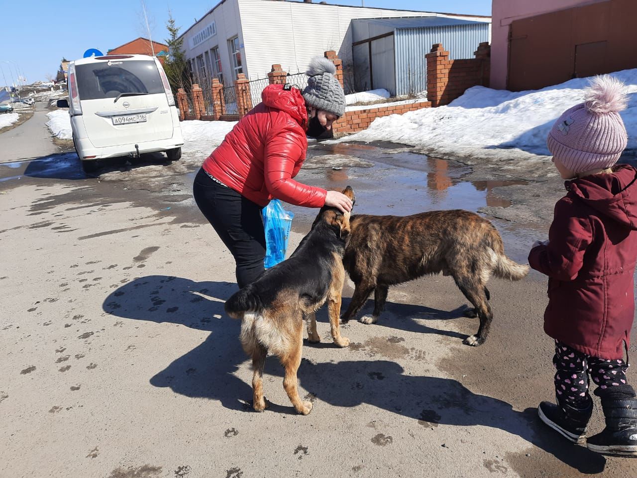 Двух жителей Верхнеуслонского района покусали бродячие собаки