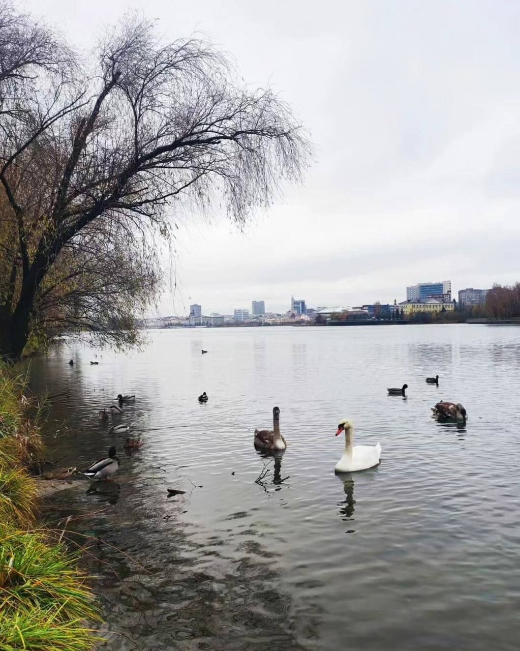 Лебеди на замерзающих водоёмах