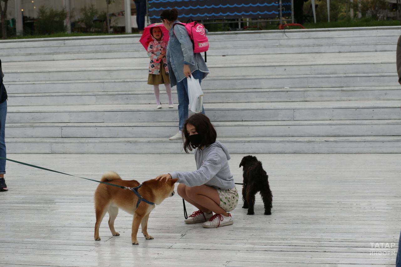 Татарстанда этләрне тоту һәм урамда йөртү буенча яңа кагыйдәләр расланды