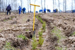 Участники акции «Сад памяти» высадят в Татарстане 1 млн саженцев ели, сосны и лиственницы
