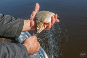 В Татарстане ввели ограничение на вылов рыбы