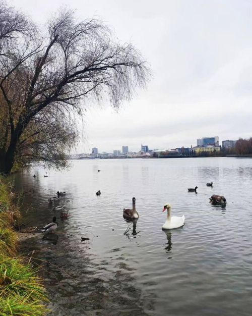 Лебеди на замерзающих водоёмах
