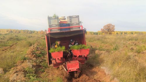 В Татарстане открыт лесокультурный сезон