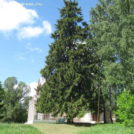 136-летняя ель из Татарстана участвует в конкурсе «Российское дерево года — 2023»