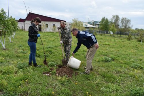 Милли проект буенча Югары Осланда алма бакчасы утырттылар