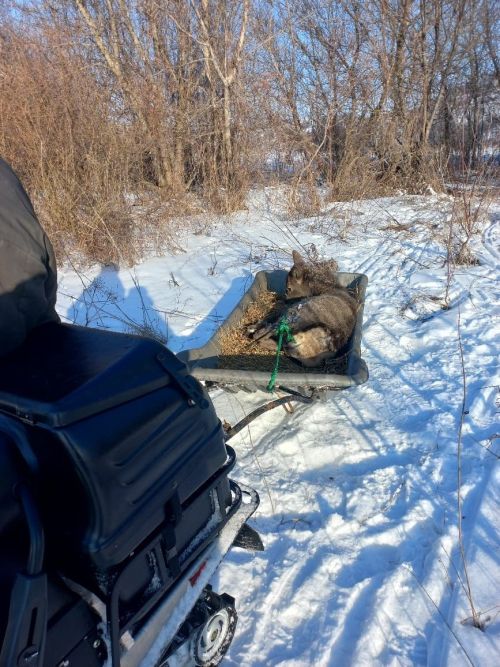 В Верхнеуслонском районе спасли олениху