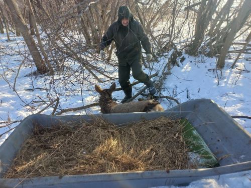 В Верхнеуслонском районе спасли олениху