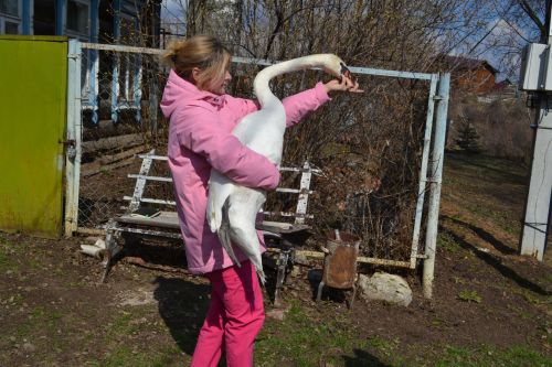 Василий, плыви: В Верхнеуслонском районе выпустили на воду лебедя-шипуна
