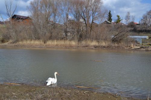 Василий, плыви: В Верхнеуслонском районе выпустили на воду лебедя-шипуна