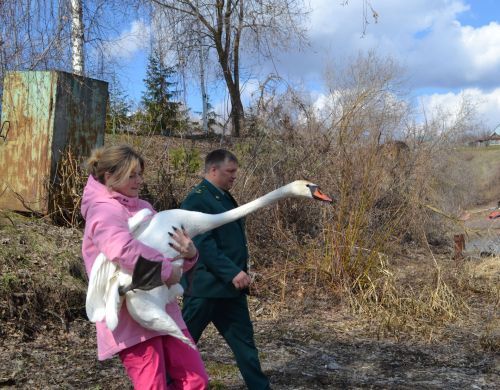 Василий, плыви: В Верхнеуслонском районе выпустили на воду лебедя-шипуна