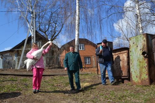 Василий, плыви: В Верхнеуслонском районе выпустили на воду лебедя-шипуна