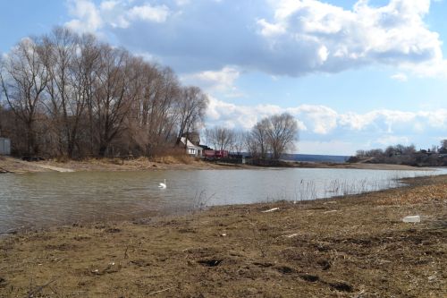 Василий, плыви: В Верхнеуслонском районе выпустили на воду лебедя-шипуна
