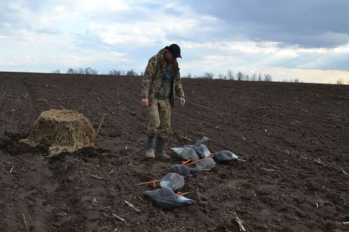 В Верхнеуслонском районе идет охота на гуся