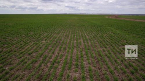 Вредители на яровых культурах в Татарстане: угрозы и меры защиты