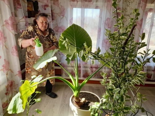 Цветочная терапия для пожилых в Верхнеуслонском районе