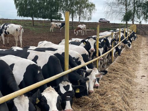 Районда авыл хуҗалыгының терлекчелек тармагы уңышлы эшләп килә