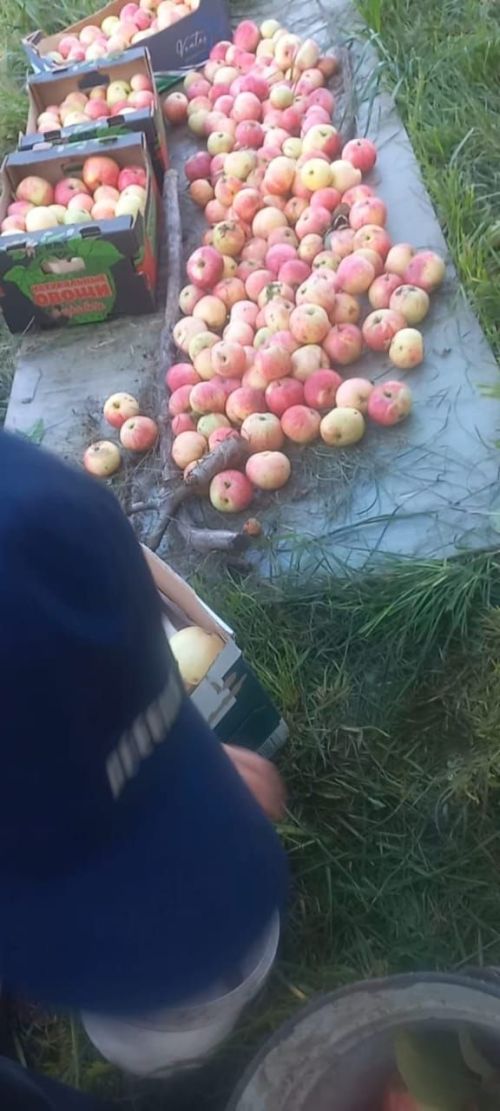 Сәнгать мәктәбе балалары “Шарлот-шоу” оештырдылар