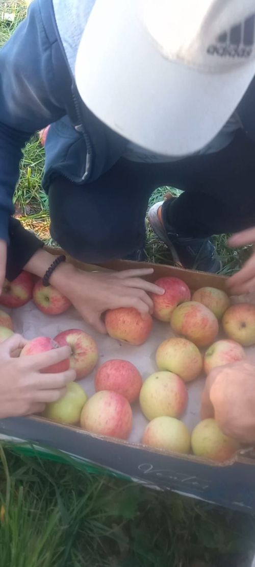 «Шарлот-Шоу»: добро, собранное своими руками