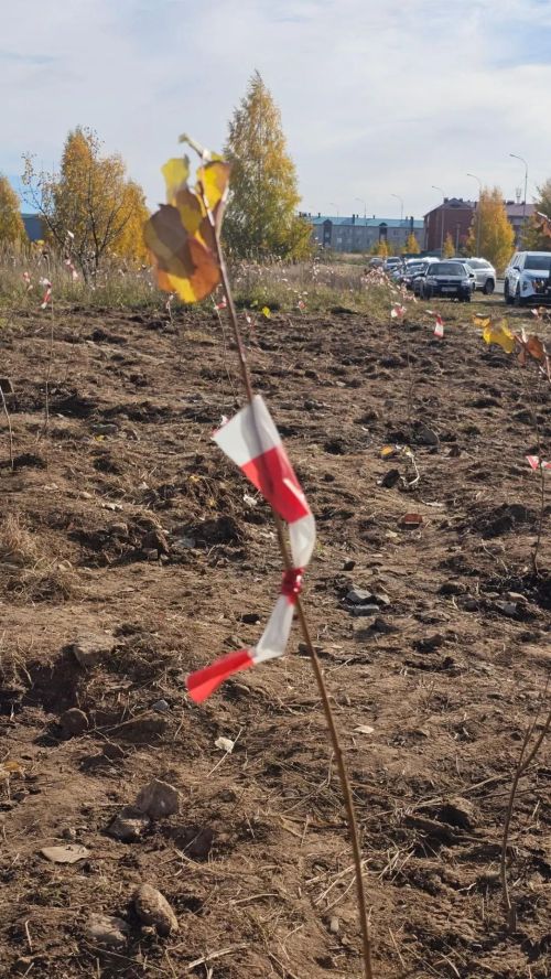 Тысячу тополей высадили в Верхнем Услоне в рамках экологической акции