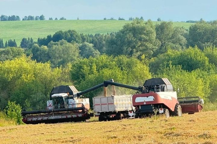 Районда урып-җыю эшләре уңышлы бара