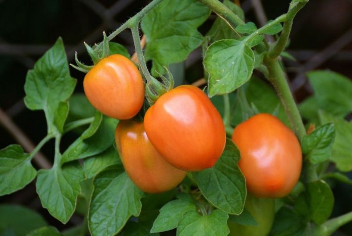 Как увеличить количество рассады помидор  вдвое