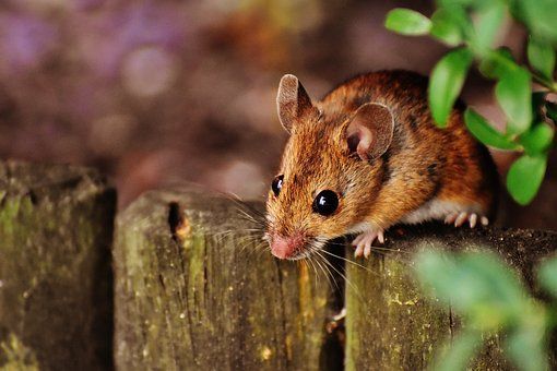 Осеннюю миграцию мышей объявляем открытой, или Как прогнать грызунов из своего дома