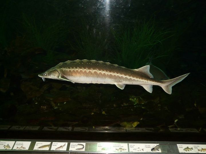 4 метра в длину: куда исчезла белуга — самая большая речная рыба на планете