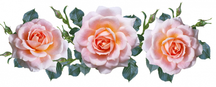 8 секретов выращивания роз для верхнеуслонцев