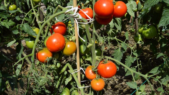 Советы огородников. Уход при выращивании томатов в открытом грунте.