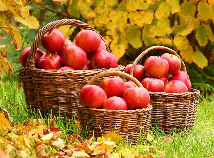 19 августа отмечаем Яблочный Спас. Традиции праздника и народные приметы