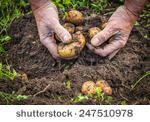 Лунный календарь для картофеля: когда лучше копать, чтобы картошка у верхнеуслонцев хорошо хранилась?