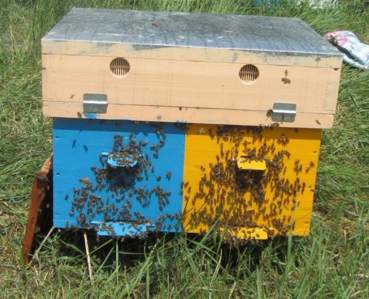 Что делать,  когда соседи жалуются на пчеловодов