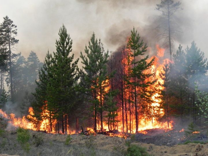 На территории Верхнеуслонского МР прогнозируется высокий уровень пожарной опасности лесов.