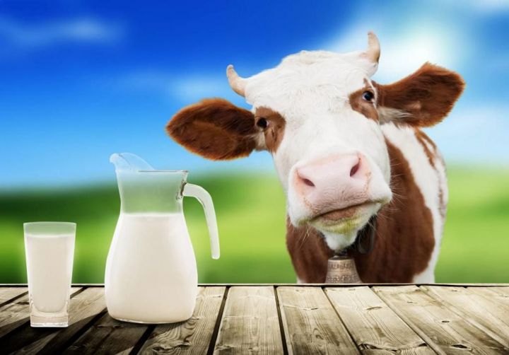 Несмотря на низкие закупочные цены, животноводы Верхнеуслонского района не снизили производство молока