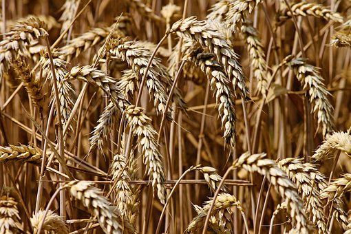 Сельхозпроизводители Татарстана обсудят итоги ушедшего года