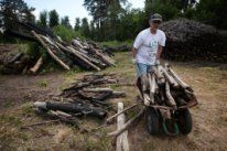 Жителям Верхнеуслонского района разрешено бесплатно собирать валежник лесах