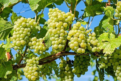 Посадка винограда осенью: как и когда лучше сажать в грунт саженцы