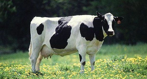 Почему в Верхнеуслонском районе снизилось производство молока?