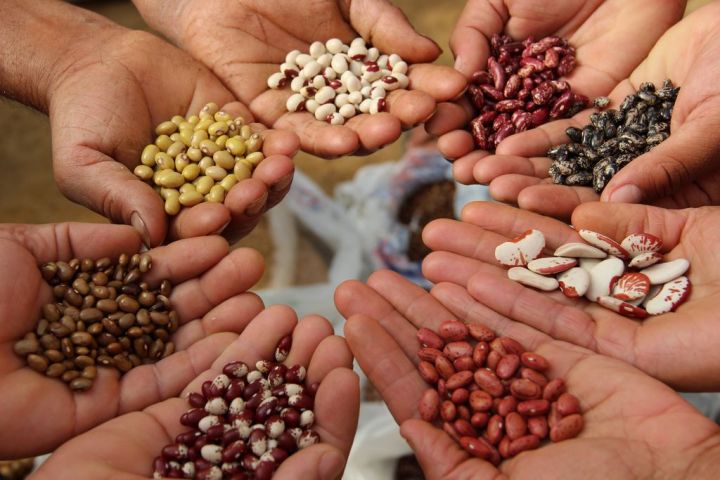 Сельхозпроизводителям Татарстана помогут приобрести качественные семена