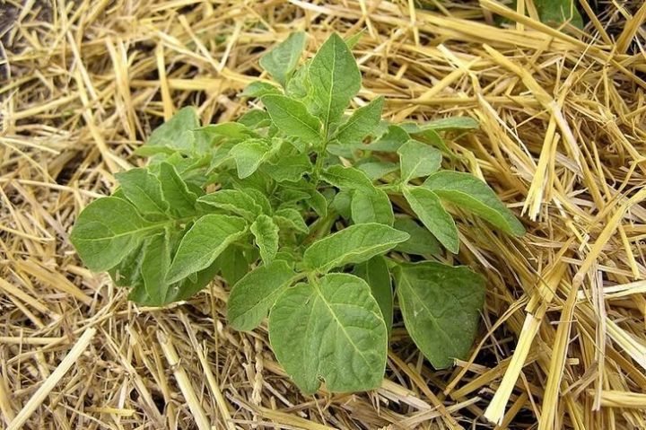 Особенности посадки картофеля под солому (сено): преимущества и недостатки