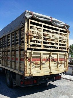 Перевоз животных и продуктов животноводства без документов - нарушение закона
