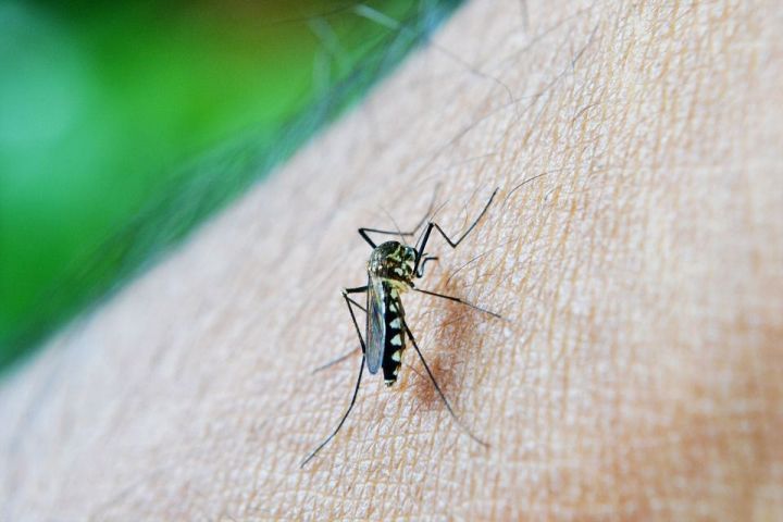Почему комары кусают вас чаще, чем других